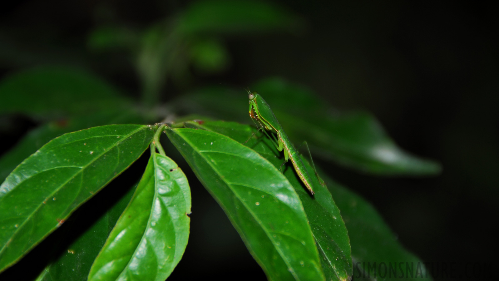 Tambopata Rainforest Reserve [200 mm, 1/60 sec at f / 5.6, ISO 100]